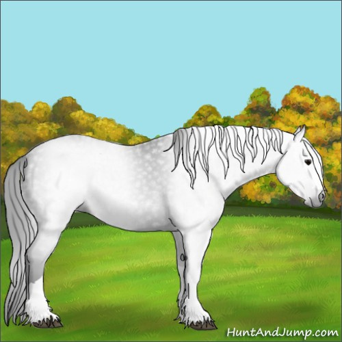 Horse Color:Gray Black