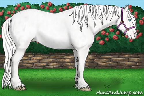 Horse Color:Cremello Appaloosa