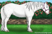 Horse Color:Cremello Appaloosa 