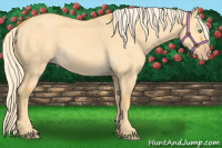 Horse Color:Gold Cream Champagne Dun 