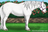 Horse Color:Cremello 