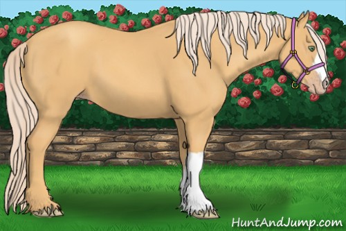 Horse Color:Gold Cream Champagne 