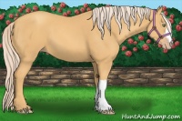 Horse Color:Gold Cream Champagne 