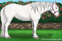 Horse Color:Cremello 