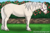 Horse Color:Cremello 