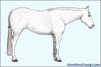 Horse Color:Black Appaloosa Rabicano 