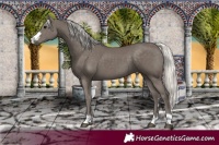 Horse Color:Silver Smoky Black 