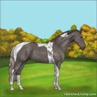 Horse Color:Silver Black Tobiano 