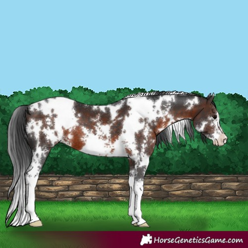 Horse Color:White Spotted Brown Sabino 