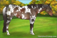 Horse Color:White Spotted Liver Chestnut