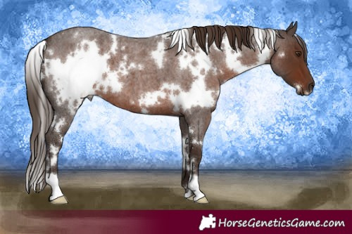 Horse Color:White Spotted Liver Red Roan