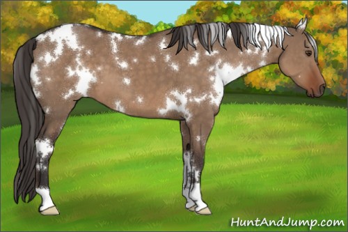 Horse Color:White Spotted Liver Red Dun 