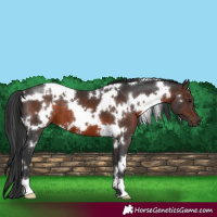 Horse Color:White Spotted Brown 