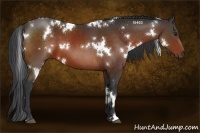 Horse Color:White Spotted Brown 