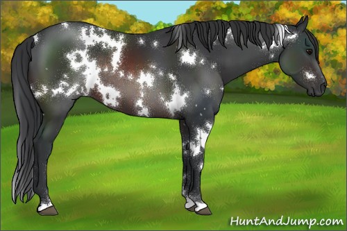 Horse Color:White Spotted Brown
