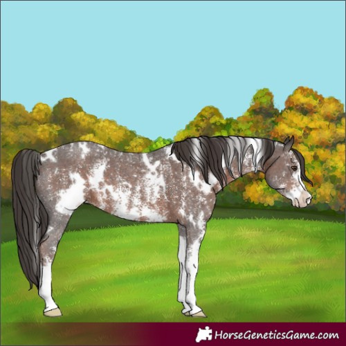 Horse Color:White Spotted Liver Chestnut Sabino 