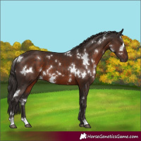 Horse Color:White Spotted Liver Chestnut 