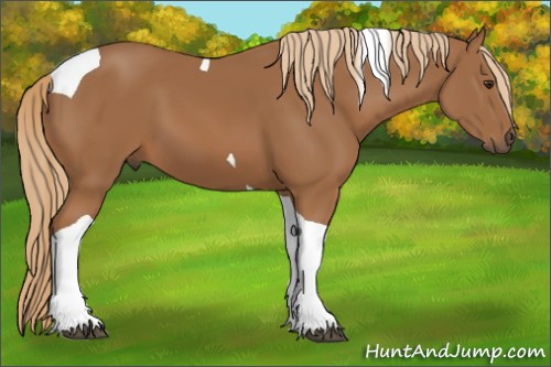 Horse Color:Chestnut Tobiano