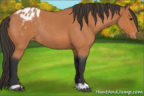 Horse Color:Bay Roan Appaloosa Rabicano