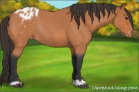 Horse Color:Bay Roan Appaloosa Rabicano
