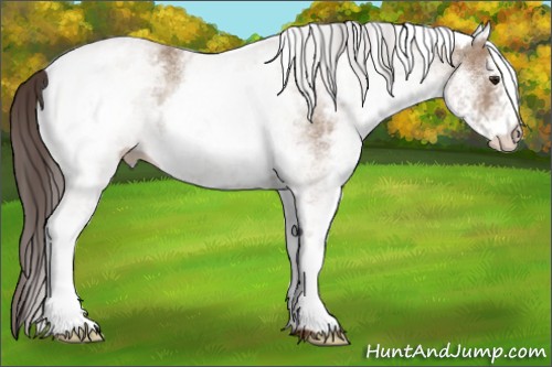 Horse Color:White Spotted Classic Champagne Rabicano