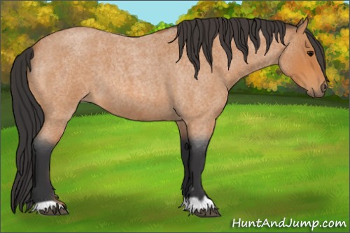 Horse Color:Bay Roan 