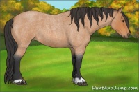 Horse Color:Bay Roan 