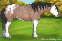 Horse Color:Bay Roan Splash Appaloosa