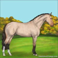 Horse Color:Bay Roan Dun 