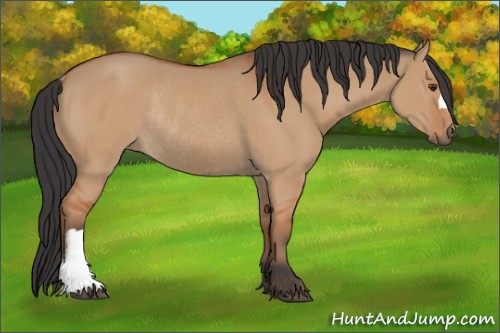 Horse Color:Bay Dun Rabicano 