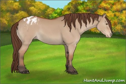 Horse Color:Bay Dun Appaloosa Rabicano 