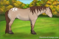 Horse Color:Bay Dun Appaloosa Rabicano