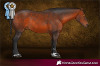 Horse Color:Brown Rabicano