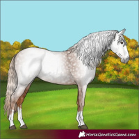 Horse Color:Gray Chestnut 