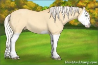 Horse Color:Silver Amber Cream Champagne Dun Splash 