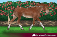 Horse Color:Chestnut Tobiano 