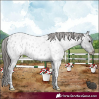 Horse Color:Blue Ice Roan Appaloosa 