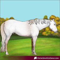 Horse Color:Gray Gold Champagne