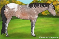 Horse Color:Bay Ice Appaloosa