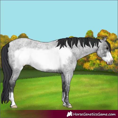 Horse Color:Blue Ice Roan Frame 