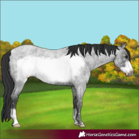 Horse Color:Blue Ice Roan Frame