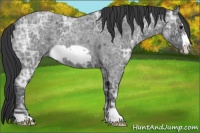 Horse Color:Blue Ice Roan Frame 