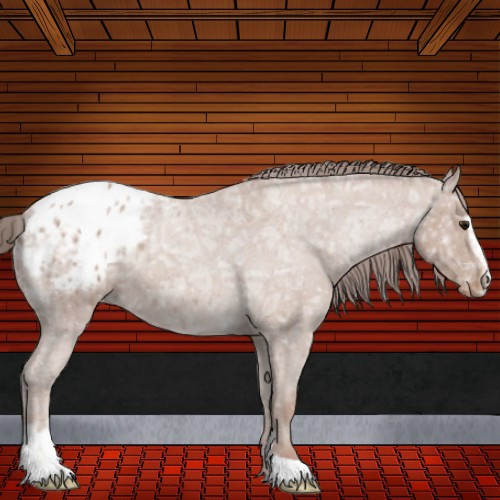 Horse Color:Classic Champagne Ice Roan Sabino Appaloosa 