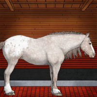 Horse Color:Classic Champagne Ice Roan Sabino Blanket