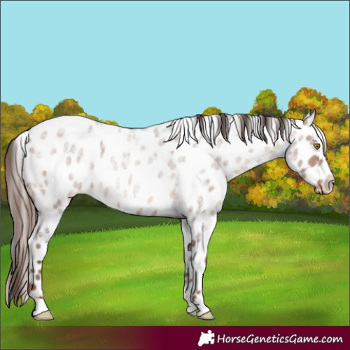 Horse Color:Sable Champagne Ice Roan Near Leopard 