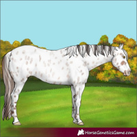 Horse Color:Sable Champagne Ice Roan Near Leopard