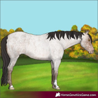 Horse Color:Sable Champagne Ice Roan
