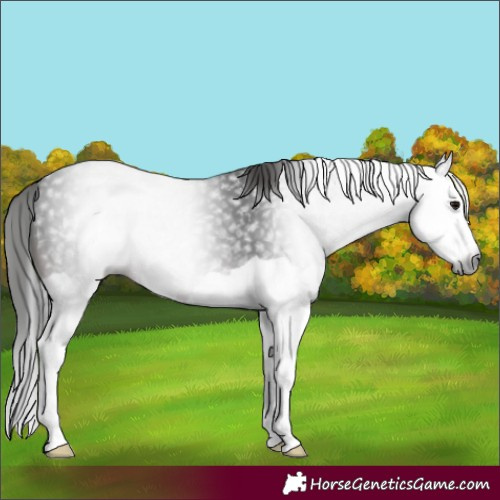 Horse Color:Gray Brown Splash 