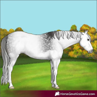Horse Color:Gray Brown Splash