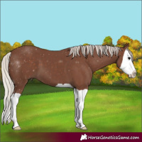 Horse Color:Silver Black Splash
